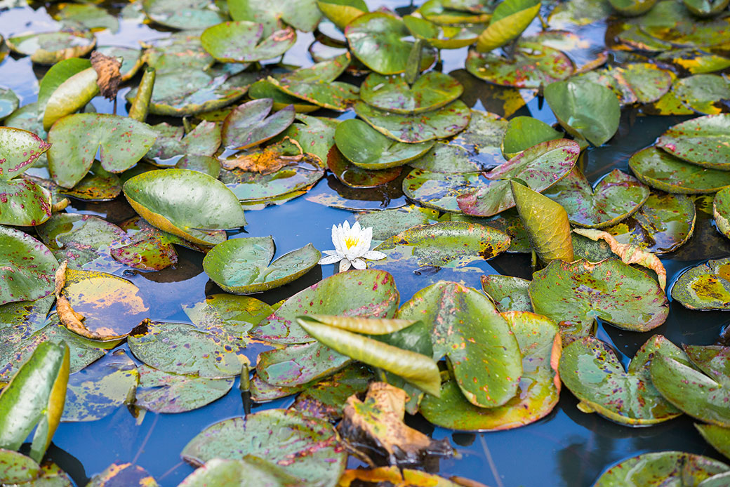 Nicola Webster Wedding Cliff at lyons Photography Dublin Ireland
