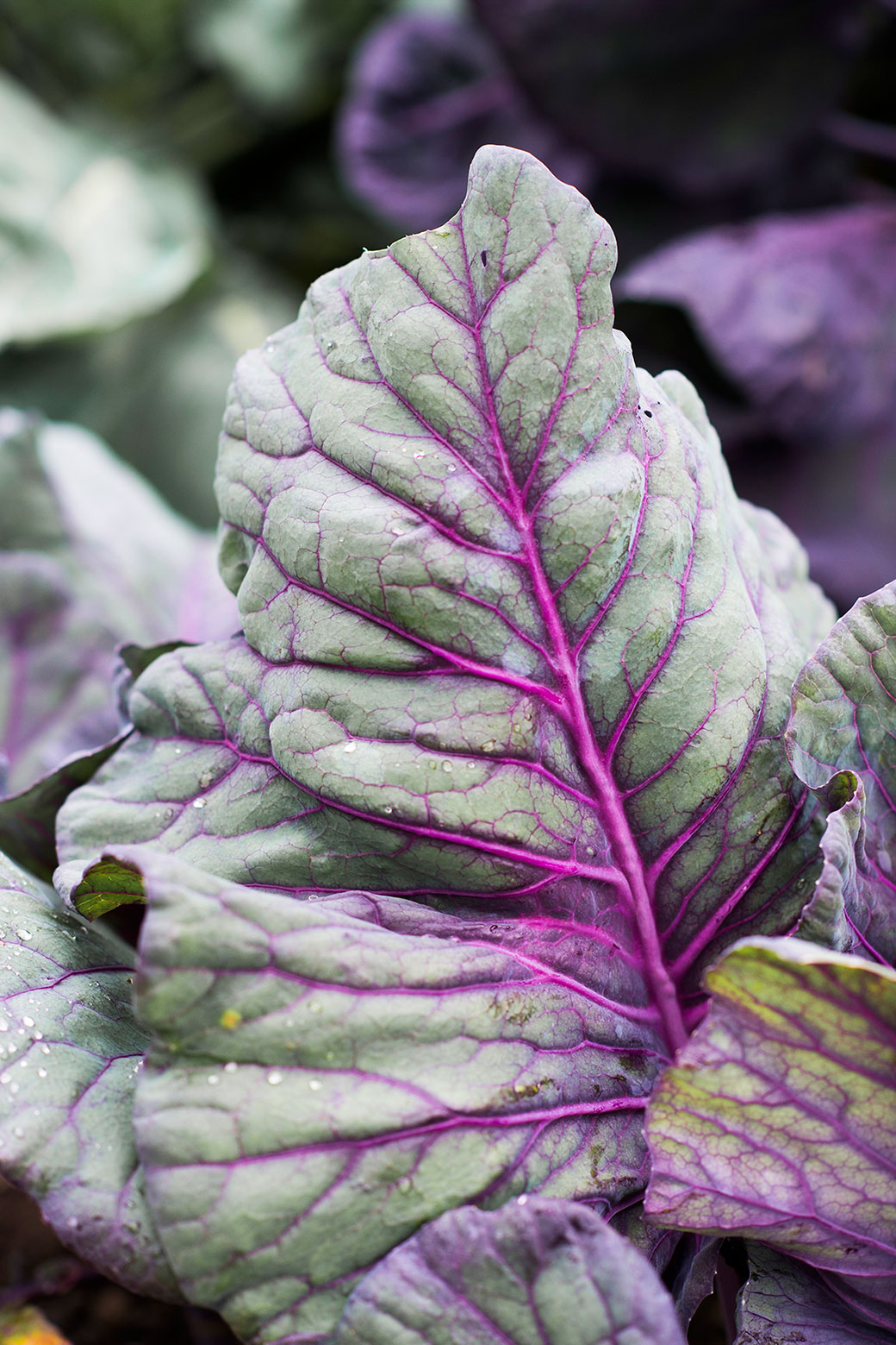 Nicola Webster Wedding Cliff at lyons Photography Dublin Ireland